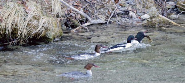 Male and female common mergansers (Mergus merganser) hunting for rainbow trout in the Kieferbach, Kiefersfelden, Upper Bavaria, Bavaria, Germany