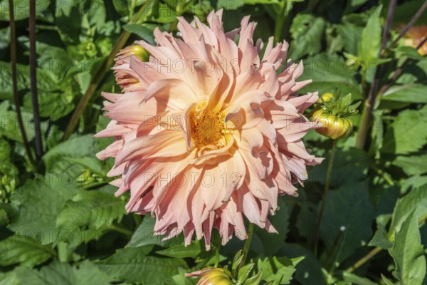 Flowering Dahlias (Dahlia), variety Hapet Coral Charm in the Dahlia Farm in Löderup, Ystad municipality, Skåne County, Sweden, Scandinavia