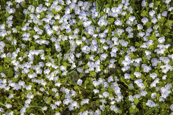 Quendel speedwell (Veronica serpyllifolia), flowering, Oberallgäu, Allgäu, Bavaria, Germany