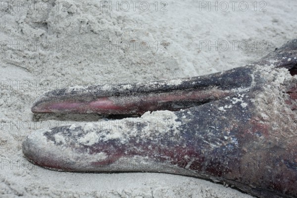 Sowerby's beaked whale (Mesoplodon bidens), North Sea beaked whale, flipper, found dead in the mudflats, Lower Saxony Wadden Sea National Park, Lower Saxony, Germany