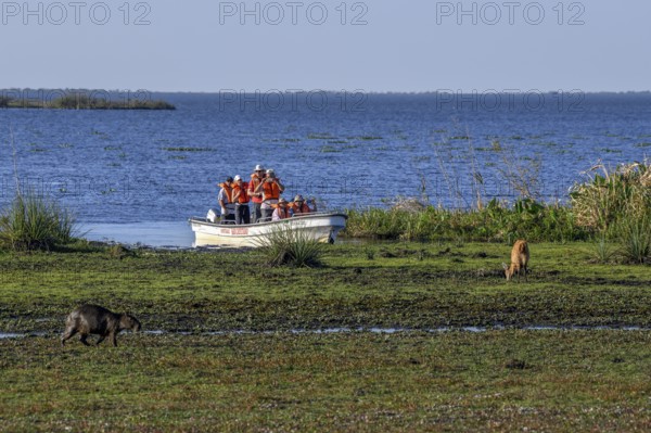 Excursion boat with tourists in front of a Pampas deer (Ozotoceros bezoarticus), and a Capybara (Hydrochoerus hydrochaeris), at Colonia Carlos Pellegrini, Esteros del Iberá, Province of Corrientes, Argentina