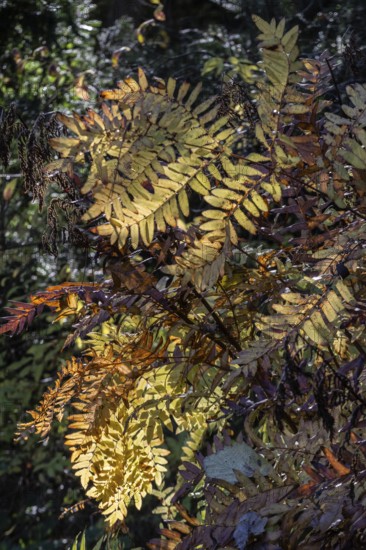 Royal fern (Osmunda regalis) in autumn foliage, Emsland, Lower Saxony, Germany