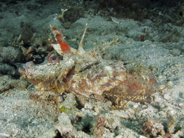 Camouflage coloured fish, Spiny Devilfish (Inimicus didactylus), lying quietly on the sandy seabed, dive site Pidada, Penyapangan, Bali, Indonesia