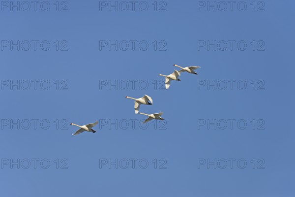 Mute swans (Cygnus olor) in flight, blue sky, North Rhine-Westphalia, Germany