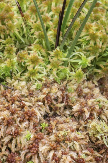 Marsh peat moss (Sphagnum palustre), Province of Drenthe, Netherlands
