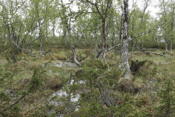 Bog pond in the fell birch forest, Lapland, Finland, Scandinavia