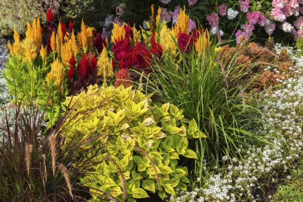 White Alyssum, greenish yellow Solenostemon, Coleus, green Ornamental Grass, red, yellow and orange Celosia, Cockscomb plants in mixed border in summer, Quebec, Canada