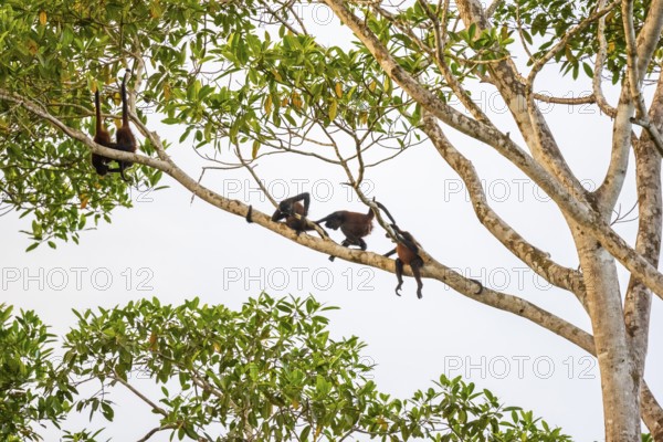 Geoffroy's spider monkey (Ateles geoffroyi), four monkeys in a tree, Sirena, Corcovado National Park, Osa, Puntarena Province, Costa Rica