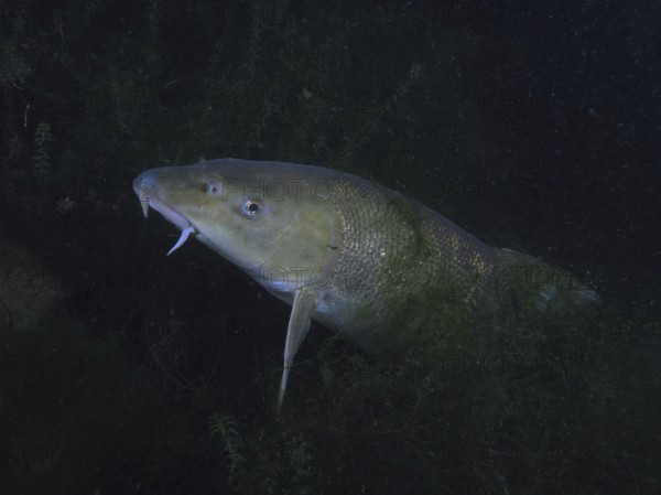 A barbel (Barbus barbus) hides between aquatic plants at night. Dive site Klosterinsel, Rheinau, Canton Zurich, Rhine, High Rhine, Switzerland, Germany