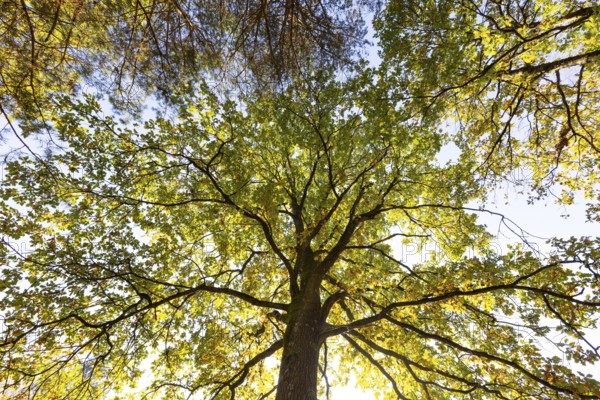 Oak tree in autumn colours in the Blockheide nature park Park near Gmünd, Waldviertel, Lower Austria, Austria