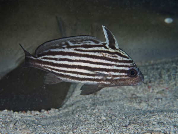 A fish, Striped Knightfish (Pareques acuminatus), swimming across a sandy seabed, dive site John Pennekamp Coral Reef State Park, Key Largo, Florida Keys, Florida, USA