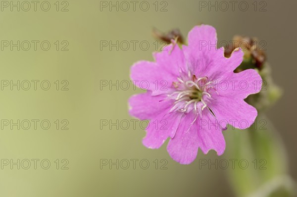 Jupiter carnation or Jupiter carnation (Lychnis flos-jovis, Silene flos-jovis), flower, Bavaria, Germany