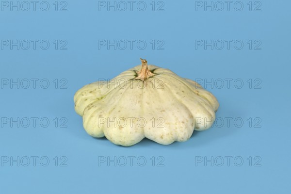 Light yellow Pattypan squash with round and shallow shape and scalloped edges on light blue background