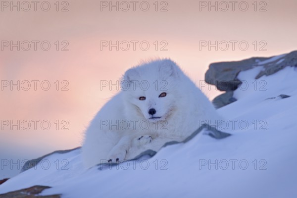 Polar fox in habitat, winter landscape, Svalbard, Norway. Beautiful white animal in the snow. Wildlife action scene from nature, Vulpes lagopus, face portrait of white fur coat fox. Mammal from Europe