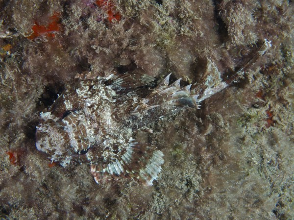 A camouflaged Black scorpionfish (Scorpaena porcus) resting on the bottom between algae at night, Playa dive site, Los Cristianos, Tenerife, Canary Islands, Spain
