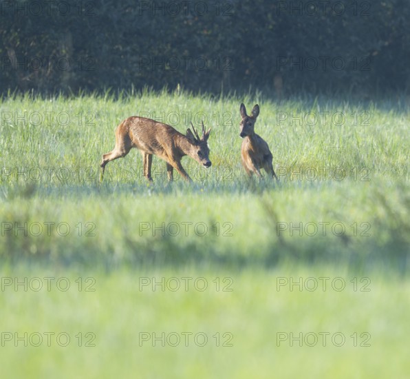 Roe deer (Capreolus capreolus), roebuck driving a doe in the rutting season, leaf time, wildlife, Lower Saxony, Germany