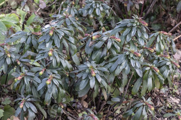 Wood Spurge (Euphorbia amygdaloides), Rhineland-Palatinate, Germany