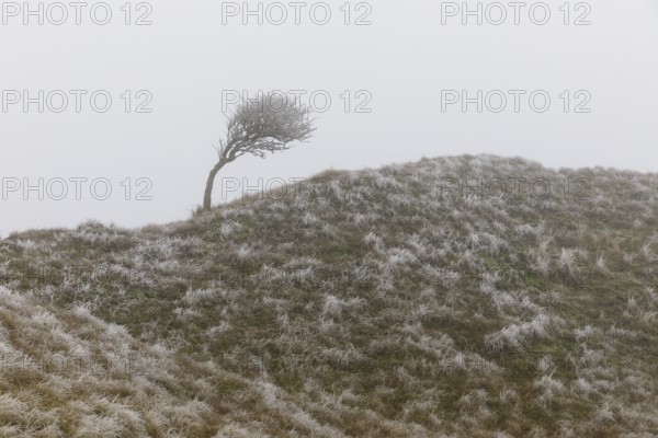 Solitary tree, bent by the wind in the dunes in fog and hoarfrost, Norderney, Lower Saxony, Germany