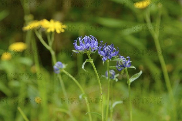 Hemispherical devil's claw (Phyteuma hemisphaericum), inflorescence, Stillachtal near Oberstdorf, Allgäu Alps, Allgäu, Bavaria, Germany