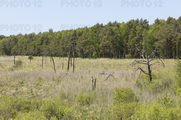 View from the observation tower in the Dubringer Moor nature reserve near Neudorf Klösterlich, Wittichenau, Saxony, Germany