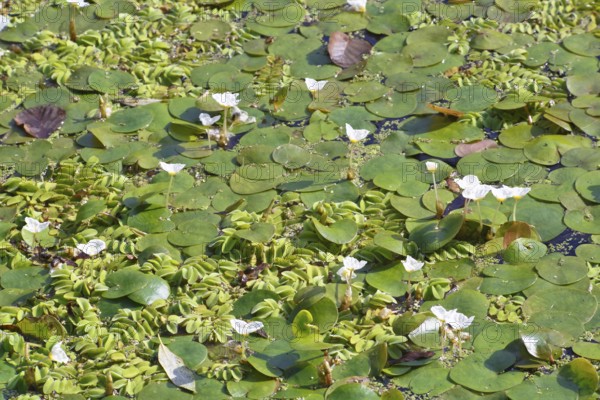 Common frogbit (Hydrocharis morsus-ranae), in flower on a still water body, Naturpark Flusslandschaft Peenetal, Mecklenburg-Western Pomerania, Germany