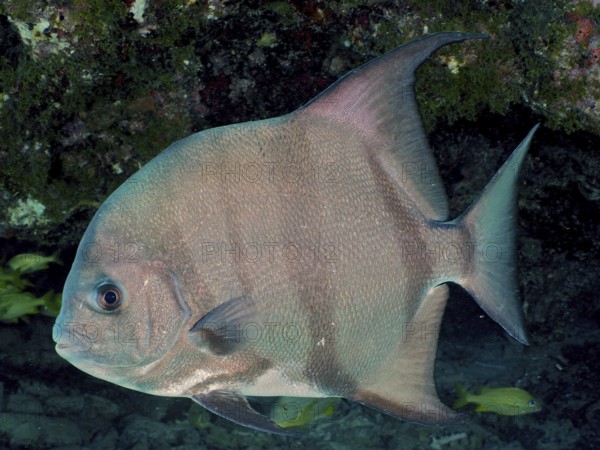 Silvery fish, Atlantic spadefish (Chaetodipterus faber), swimming against a dark, mossy background in the sea, dive site John Pennekamp Coral Reef State Park, Key Largo, Florida Keys, Florida, USA