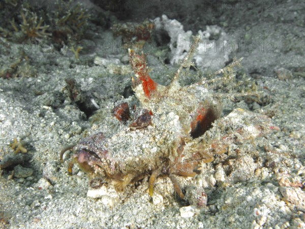 A creature camouflaged by sand, spiny devil fish (Inimicus didactylus), on the seabed, dive site Pidada, Penyapangan, Bali, Indonesia