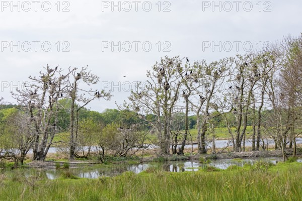 Cormorant colony, Geltinger Birk, Geltinger Bucht, Nieby, Schleswig-Holstein, Germany