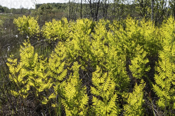 Royal fern (Osmunda regalis) against the light, Emsland, Lower Saxony, Germany