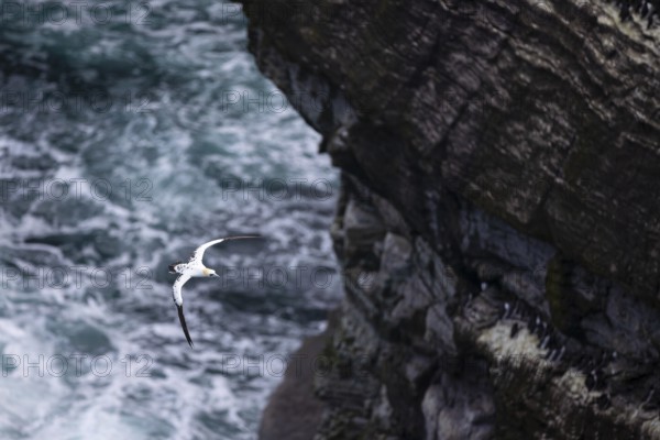 Gannet (Morus bassanus), juvenile bird flying over sea spray, Orkney Islands, Scotland, Great Britain