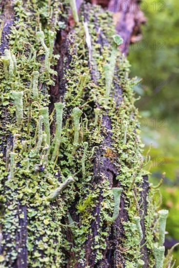Close up at Trumpet cup lichen (Cladonia fimbriata) growing on a tree stump, Sweden