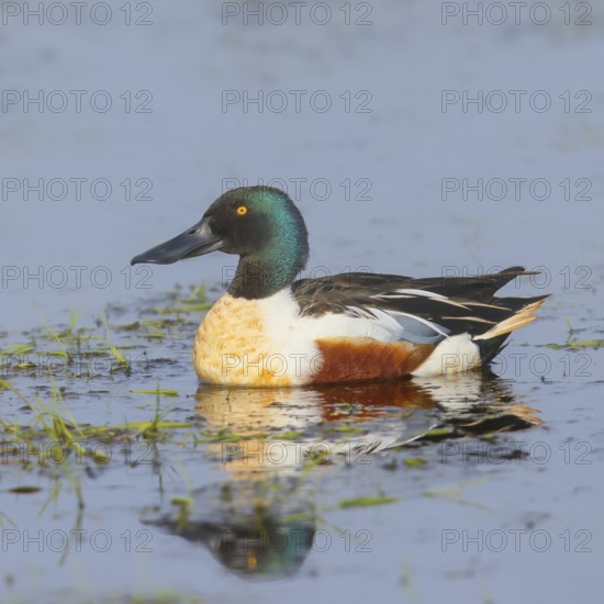 Shoveler (Spatula clypeata) male in a wet meadow, spring, wildlife, nature photography, Hüde, Ochsenmoor, Lake Dümmer, Lower Saxony, Germany