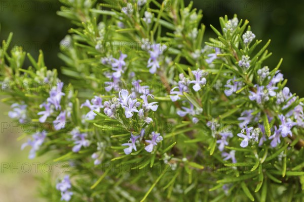 The rosemary (Rosmarinus officinalis) still blooms delicately purple in autumn, Tuscany, Italy