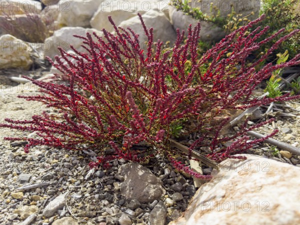 Sode, Strand-Sode, Schmalzmelde, Meerstrand-Gänsefüßchen (Suaeda maritima)