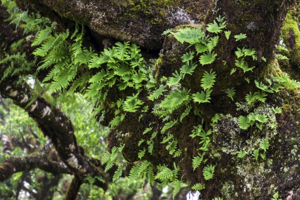 Trunk of an old laurel tree overgrown with moss and plants, old laurel forest (Laurisilva), stinkwood (Ocotea foetens), UNESCO World Heritage Site, Fanal, Madeira, Portugal