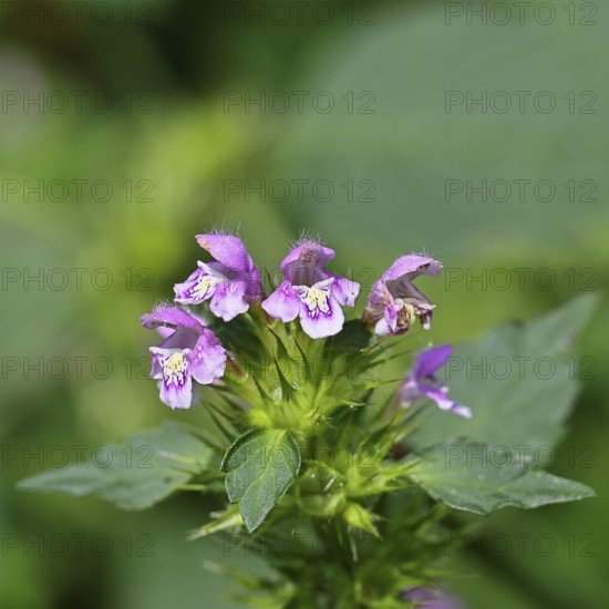 Wood-osier (Stachys sylvatica), flower, the plant was formerly also used as a medicinal plant (Herba Lamii sylvatici foetidi), Wilnsdorf, North Rhine-Westphalia, Germany