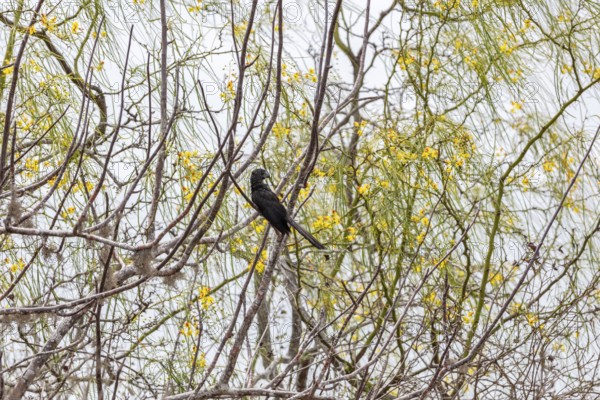 Smooth-billed Ani (Crotophaga ani), San Cristobal, Galapagos, Ecuador