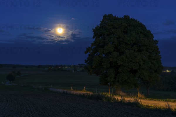 Full moon at the winter lime tree (Tilia cordata) near Leubsdorf, close-up with single tree and path, Erzgebirge, Saxony, Germany