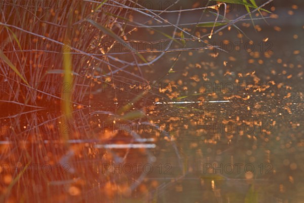 Mayfly (Ephemeroptera), mating dance above the water in the evening light, Naturpark Flusslandschaft Peenetal, Mecklenburg-Western Pomerania, Germany