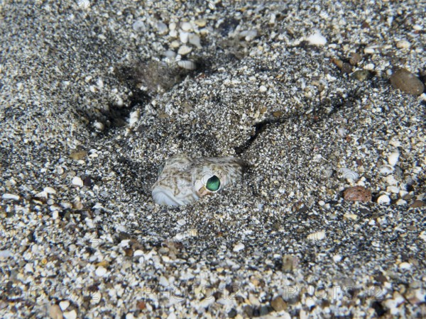 A venomous fish, the Petermännchen (Trachinus draco), camouflages itself in the sand, only the eyes are visible, dive site Playa, Los Cristianos, Tenerife, Canary Islands, Spain