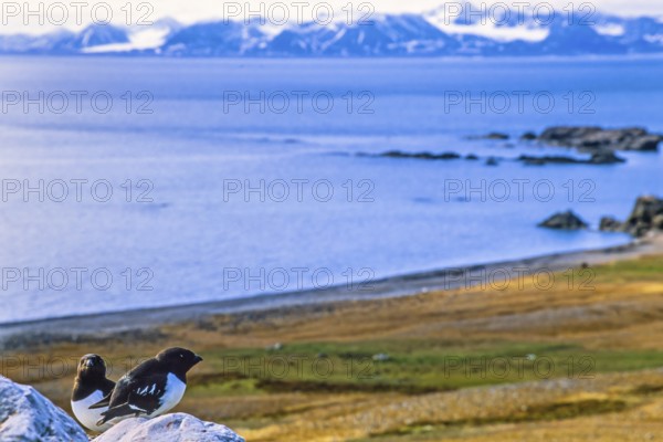 Little auk (Alle alle) sitting on a rock by the coast with the sea view in arctic, Svalbard, Norway