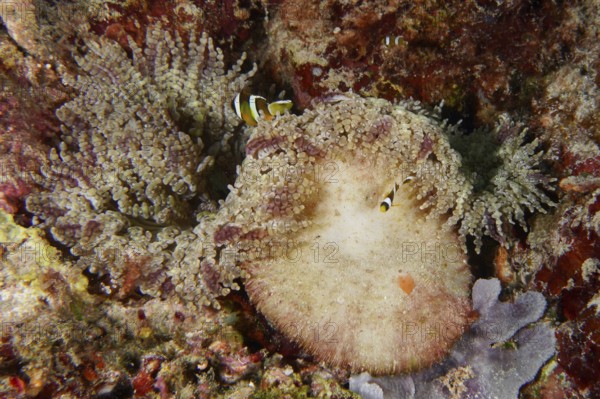 Two clownfish in a large glass bead anemone (Heteractis aurora), surrounded by colourful coral reef, dive site Coral Garden, Menjangan, Bali, Indonesia
