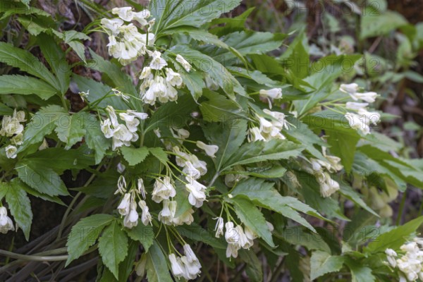 Nine-leaved toothwort (Dentaria enneaphyllos), Kundler Klamm, Kundl, Tyrol, Austria