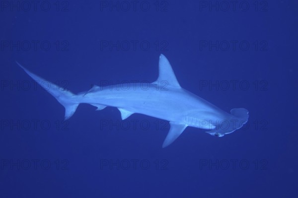 Scalloped hammerhead shark (Sphyrna lewini)