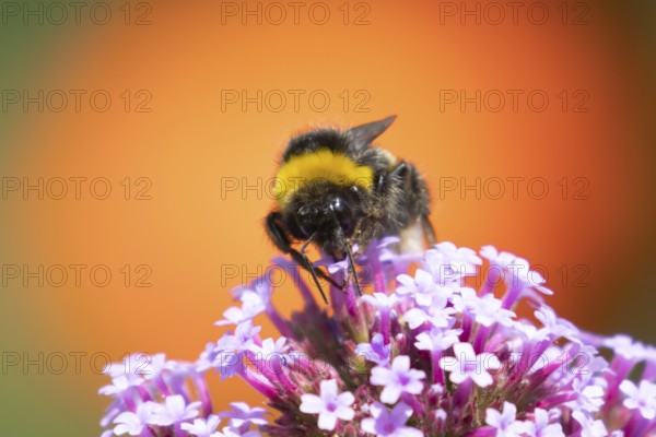 Buff tailed bumblebee (Bombus terrestris) adult bee on a garden Verbena purple flower, England, United Kingdom