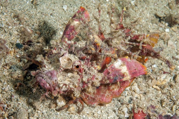 Underwater photo of close-up of devil fish (Inimicus didactylus) camouflaging itself crawling over sandy seabed, Pacific Ocean, Philippines