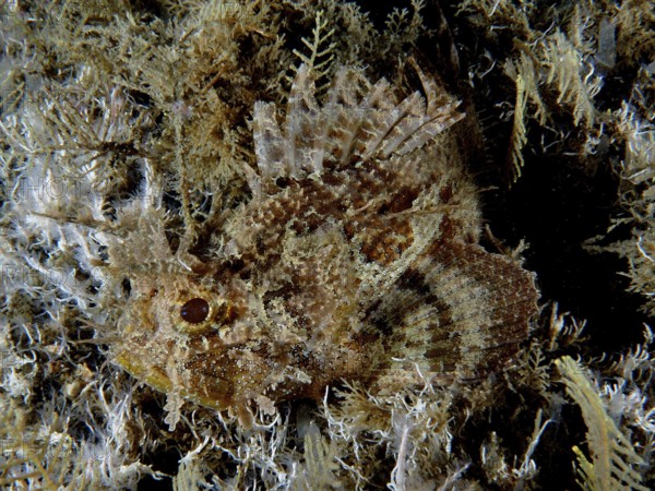 Camouflaging fish, feathered scorpionfish (Scorpaena grandicornis), hidden between algae and plants on the seabed, dive site Blue Heron Bridge, Phil Foster Park, Riviera Beach, Florida, USA