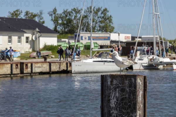 Large seagull sitting on a wooden post in a harbour with boats in the background, Rügen, Hiddensee