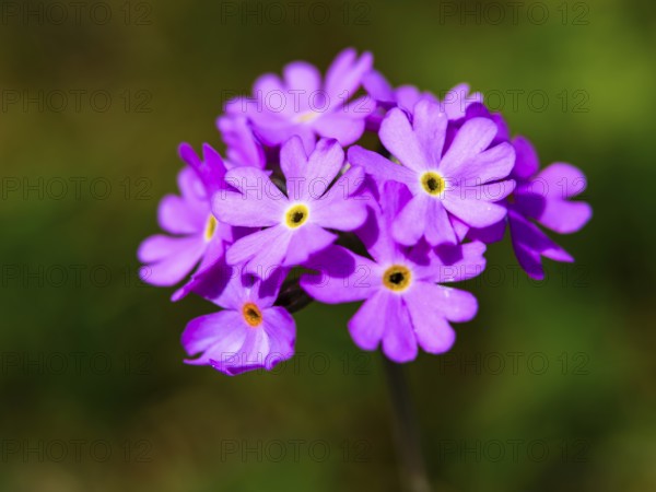 Mehl-Primel (Primula farinosa), Berchtesgaden National Park, Ramsau, Berchtesgadener Land, Bavaria, Germany