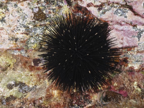 Arbacia lixula (Arbacia lixula) on a rocky substrate, dominated by long spines, dive site L'anse aux blés, Giens peninsula, Provence Alpes Côte d'Azur, France